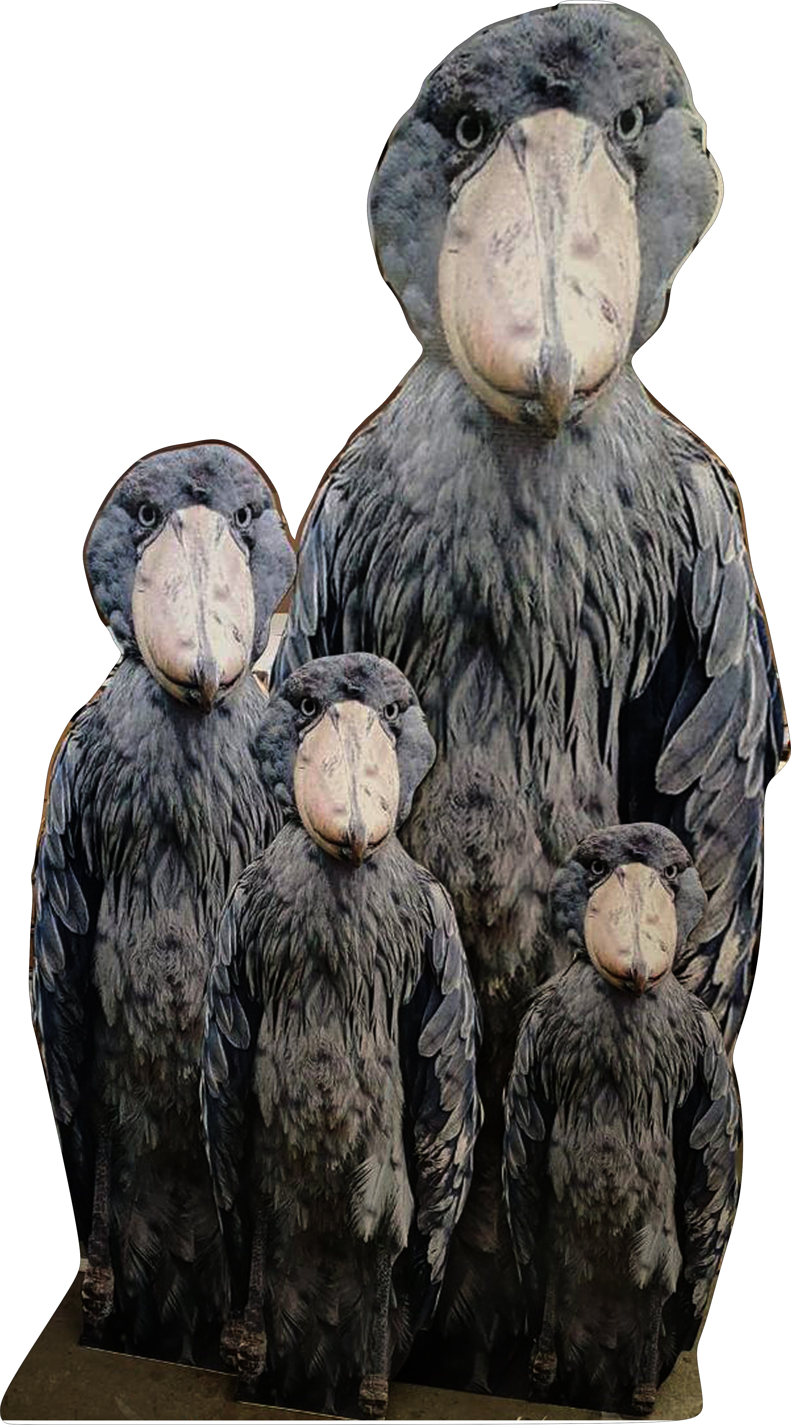 SHOEBILL STORK FAMILY 65